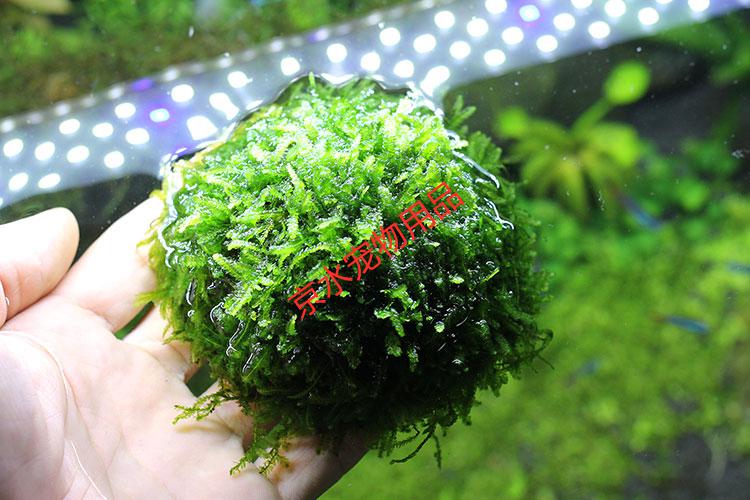 水族箱魚缸裝造景草飾活體水草綠菊金魚藻蜈蚣草羽裂坨草水榕沉木造景