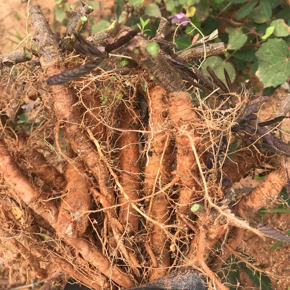 野生新鲜含羞草 红骨含羞草根 红茎骨感应草怕羞草根 纯根500克【图片