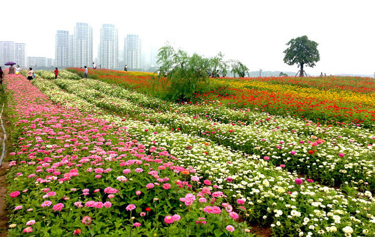 百日草种子野花组合金鸡菊矢车菊万寿菊金盏菊油葵蓝花鸢