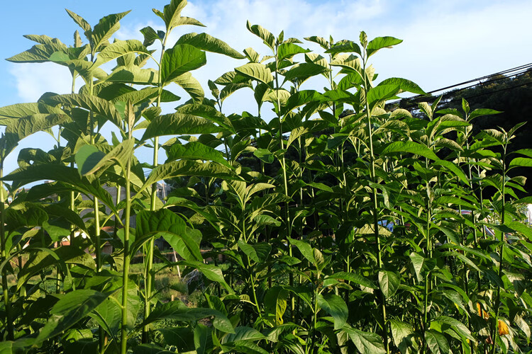 gj南非叶干叶茶 南非叶树苗食用正宗马来西亚将军叶 南非叶的功效 干