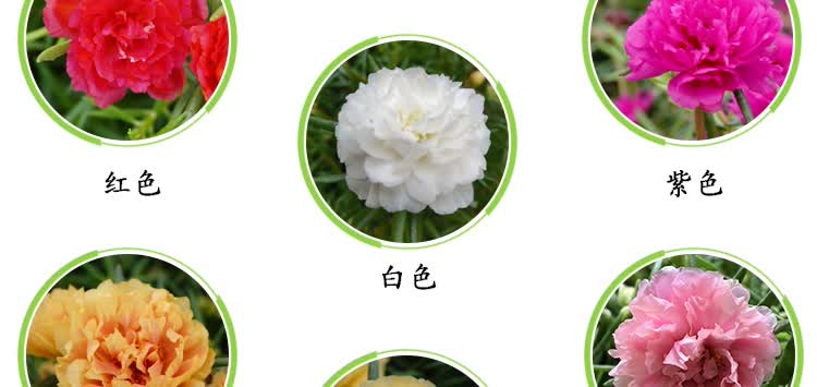 租赁盆栽绿植价格