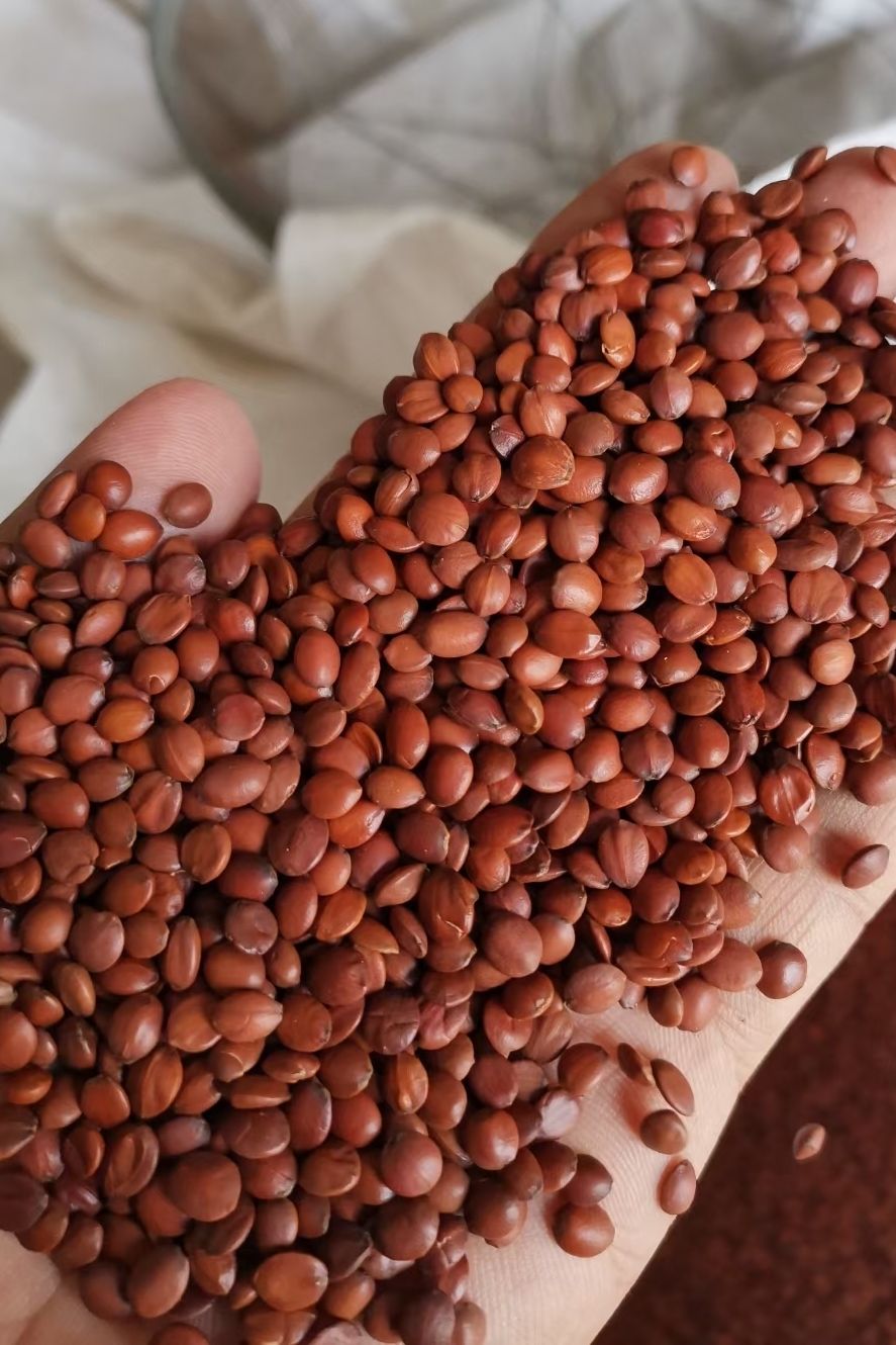 有仁堂国产酸枣仁酸枣仁颗粒熟酸枣仁粉中药材山枣仁安助神免500克代