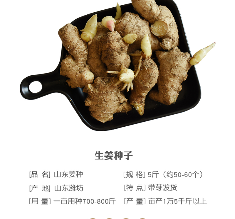 生姜种子姜种带芽山东大姜种籽种姜苗5斤老姜子姜芽小黄姜1500g