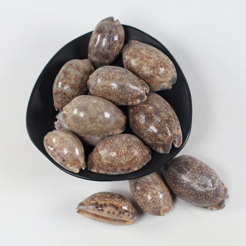 齿紫贝中药材店铺500g药用散装文贝紫贝子南蛇牙齿砑螺螺【图片 价格