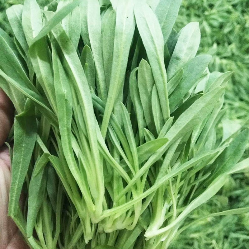 面条菜种子 野味浓郁营养 品质保证 家庭盆栽 菜园易种 面条菜约500粒