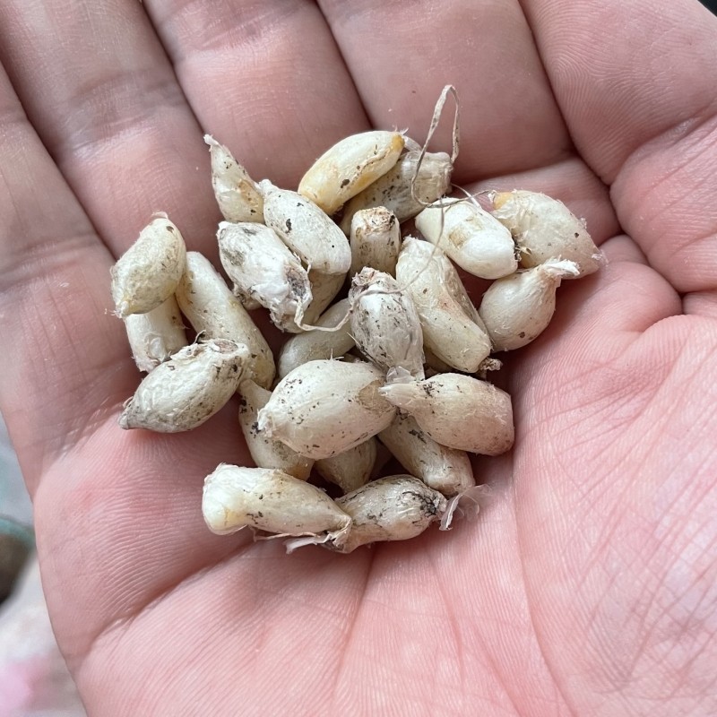 花韭种球左家花园进口球根冬季春季开花多年生种球庭院阳台盆栽杰西10