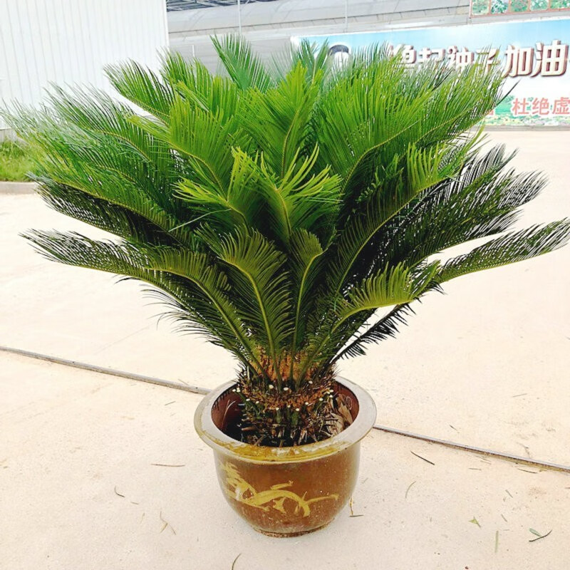 大型绿植铁树铁树盆景盆栽苗大铁树客厅庭院花卉铁树小盆景四季常青