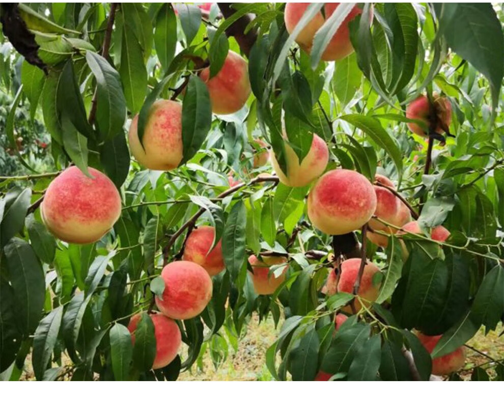 新鲜蜜桃 嵩山蜜桃5斤装 青州蜜桃秋桃水果现摘现发 农场直供现摘现发