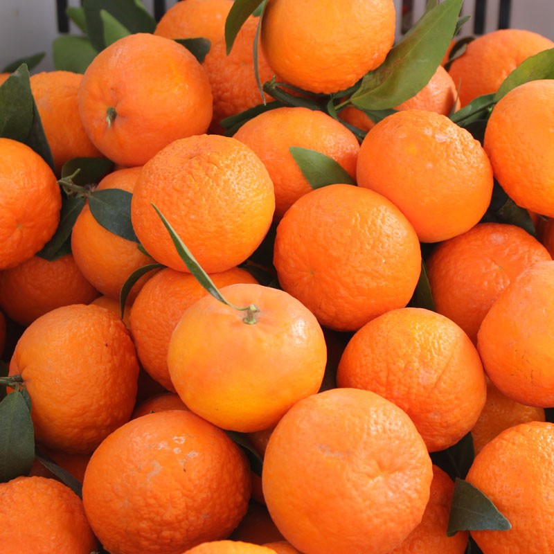 京选优品】【产地直发】云南沃柑 新鲜水果 丑柑 宾川沃柑橘 沃甘橘子