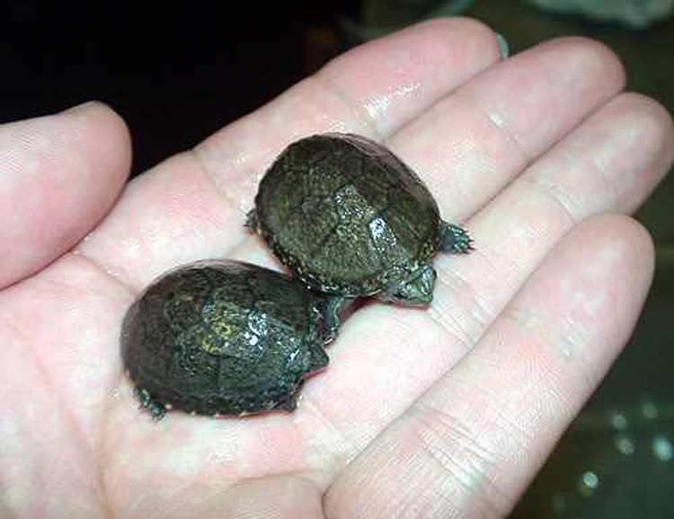 头盔蛋龟苗活体迷你宠物龟剃刀果核红面蛋小型观赏巨头深水龟23厘米