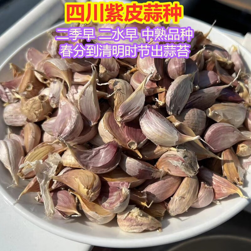 四川彭县早蒜种子彭州紫皮蒜办硬叶香蒜寒蒜二水早干大蒜头出蒜苔