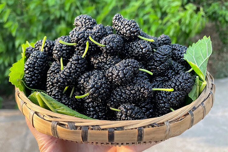 顺丰空运新鲜桑葚现摘现发孕妇水果黑桑葚果无沙桑椹鲜果酵素现货5斤5