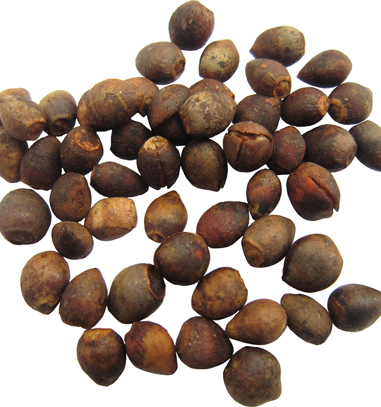 红豆杉种子正宗南方红豆杉陈种子沙藏发芽名贵树种子红豆杉新种子