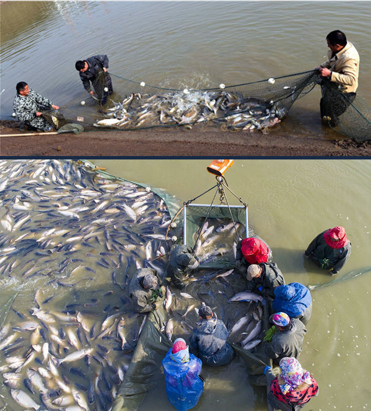 洁中舒加粗加重拉网渔网拉鱼网拖鱼网定做鱼塘清塘网拦网围鱼网2指眼9