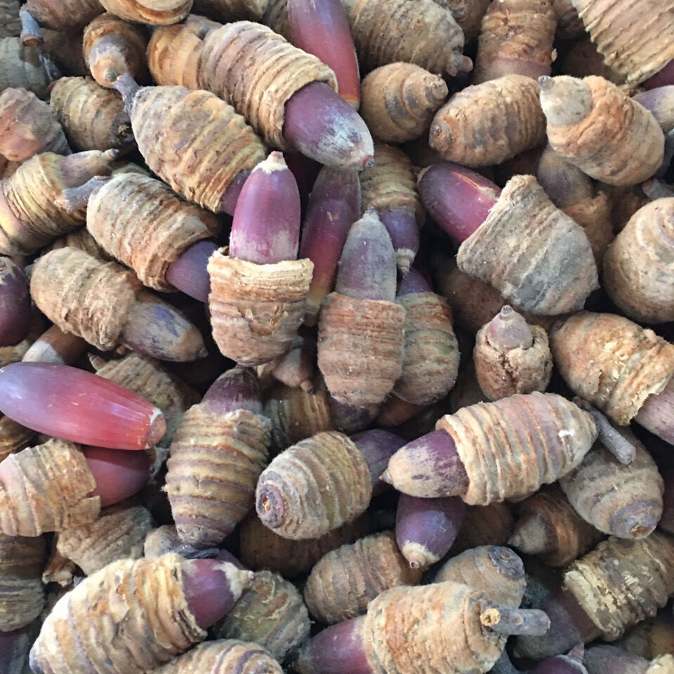 伟博狗鞭果新货狗鞭果风流果猪仔粒毛毛果500克