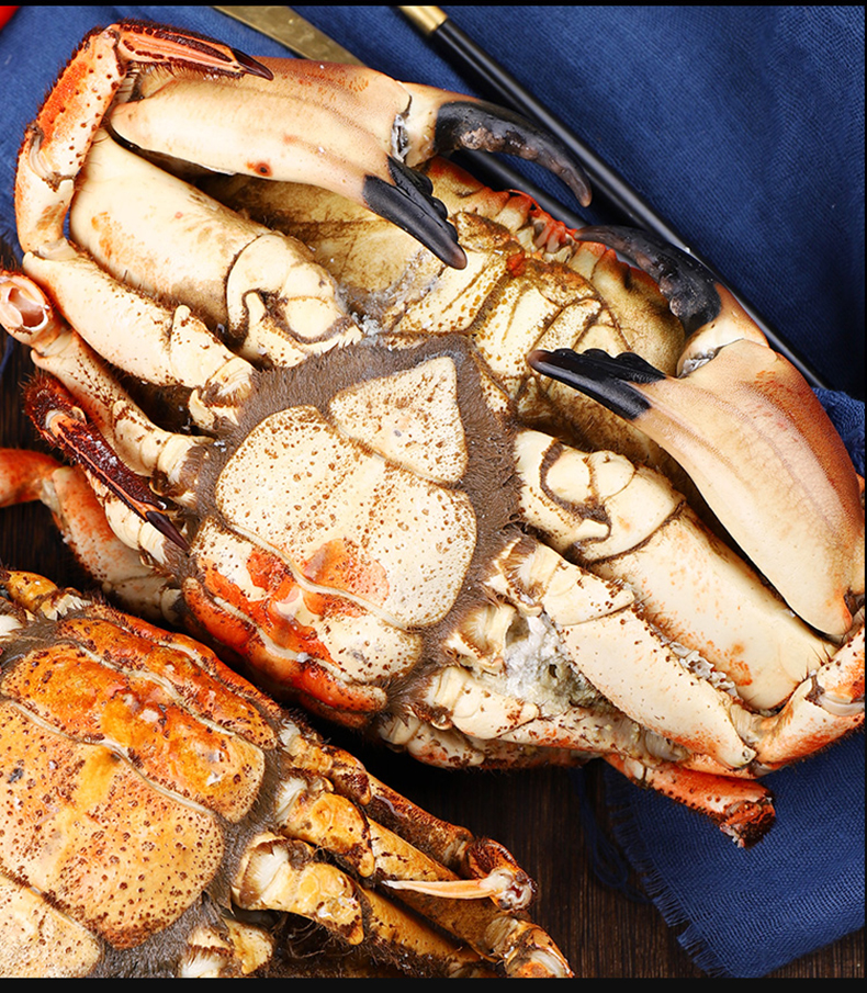 海皇湾面包蟹鲜活熟冻大海鲜螃蟹梭子蟹海蟹黄金蟹英国满黄珍宝蟹