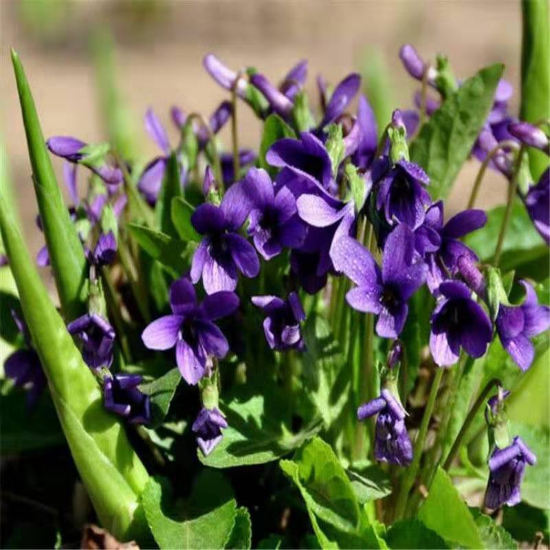 紫花地丁种子多年生花种子野堇菜花籽四季易活地被覆绿耐寒耐阴种两小