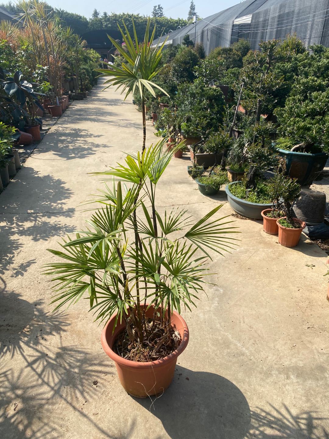 金山棕盆栽棕竹盆景细叶大型办公室家居庭院净化空气四季常青绿植 高