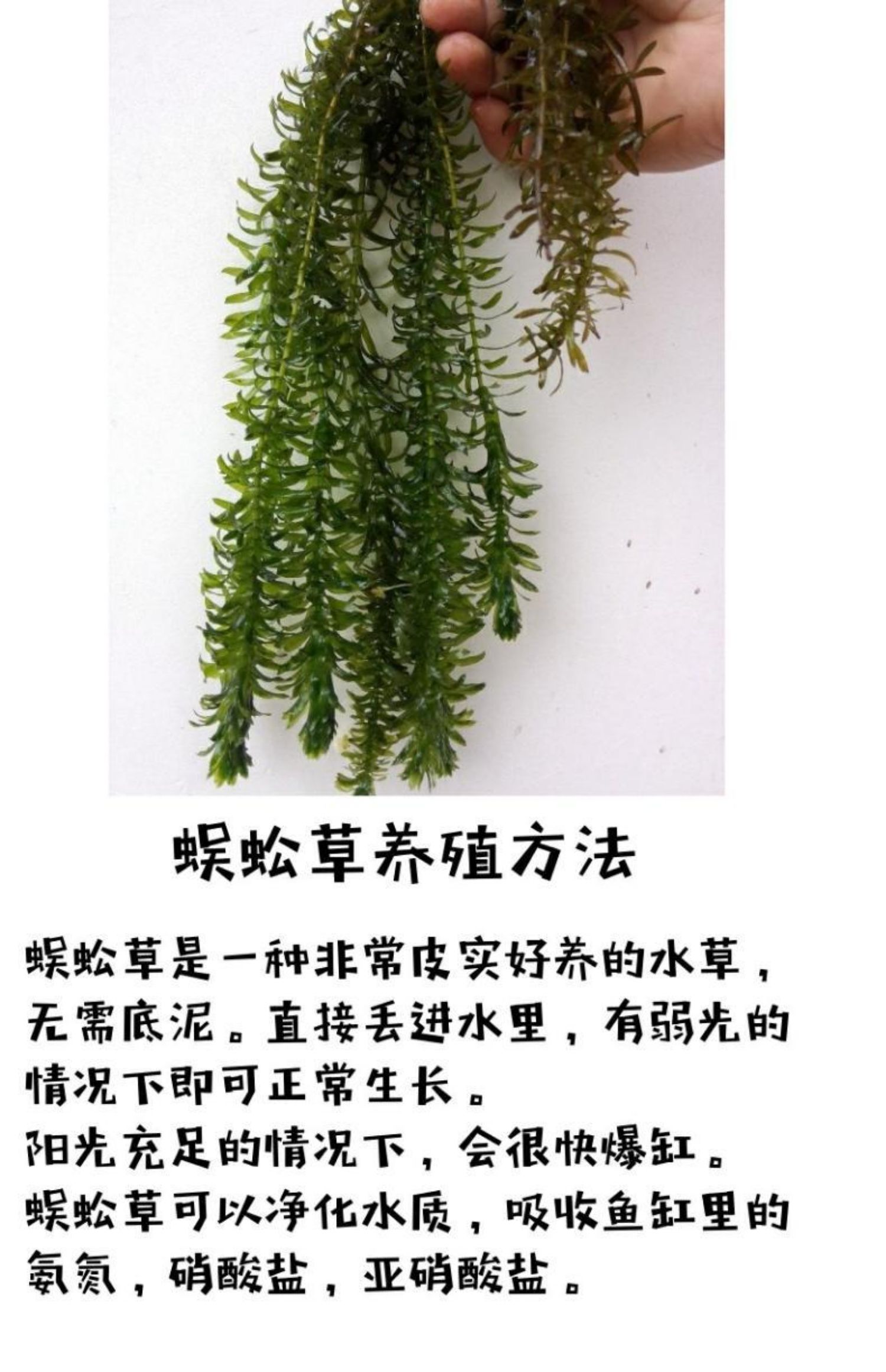 净水植物蜈蚣草鱼缸造景懒人水草冷水真水草耐低温浮萍水蕴草鱼虾