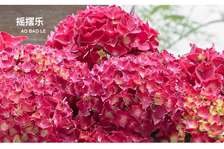 万华镜纱织小姐惠子摇摆乐太阳神殿卡米拉艾薇塔大花绣球八仙花艾薇塔