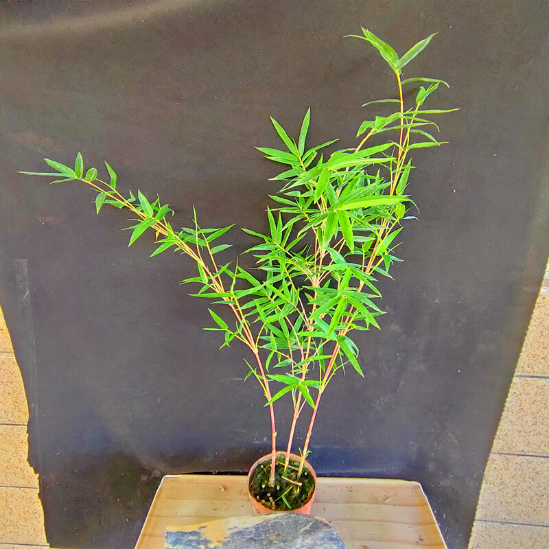 日本红观音竹红竹苗小琴丝竹虎舌红苗姬虎耳草血茅 1盆日本红观音竹带
