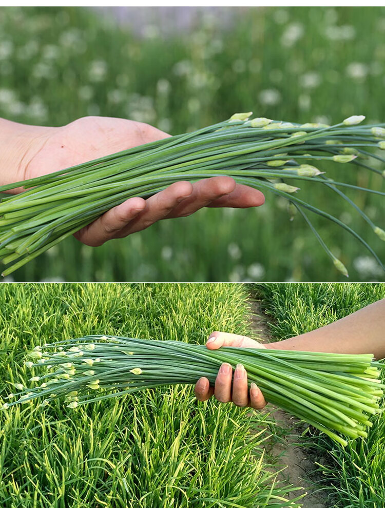 韭苔种子 苔韭种籽春季富久一号多年生四季菜种孑韭菜花籽 富韭一号