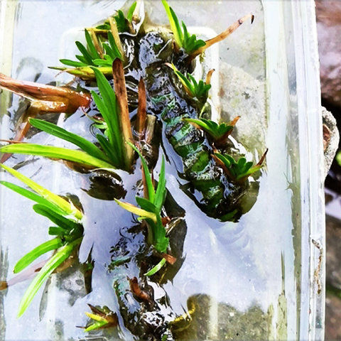 野生龙根水菖蒲耐阴四季常青水培盆景养鱼龟缸挺水绿色水生绿植龙根水