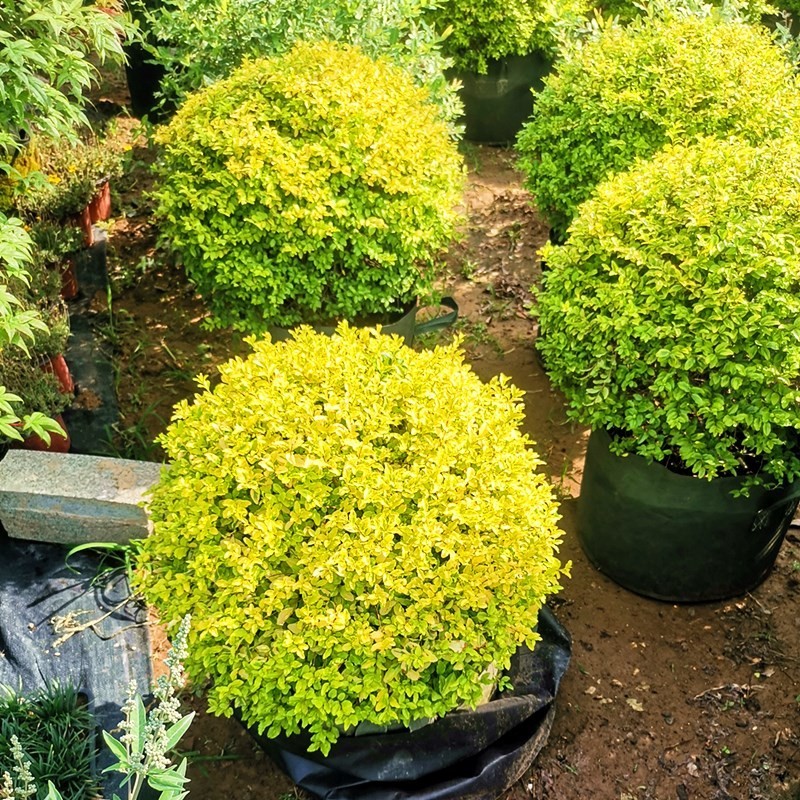 亮晶女贞造型树亮晶女贞球庭院绿化植物棒棒糖植物篱笆苗四季长青球形