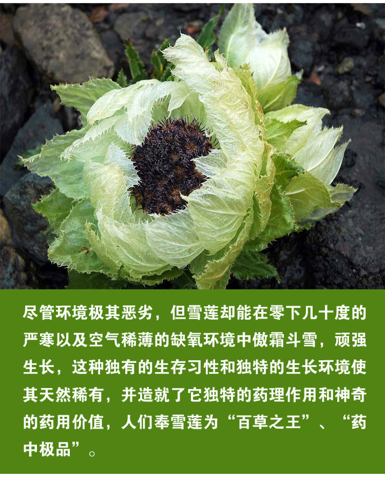 正宗新疆天山雪莲花泡酒泡水中药材滋补品西藏批发 20到30克/朵【图片