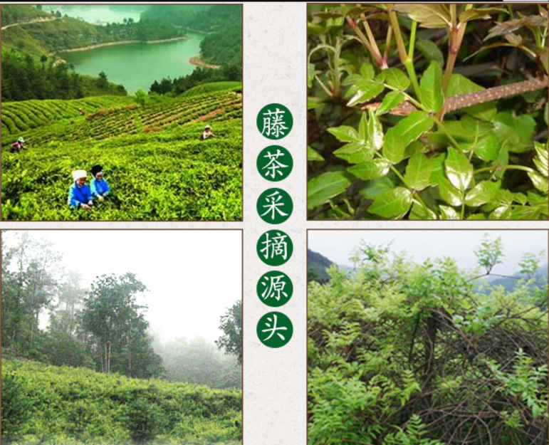 伟博恩施藤茶来凤恩硒小嫩芽稀腾茶龙须土家神茶莓茶原生态养生茶龙须