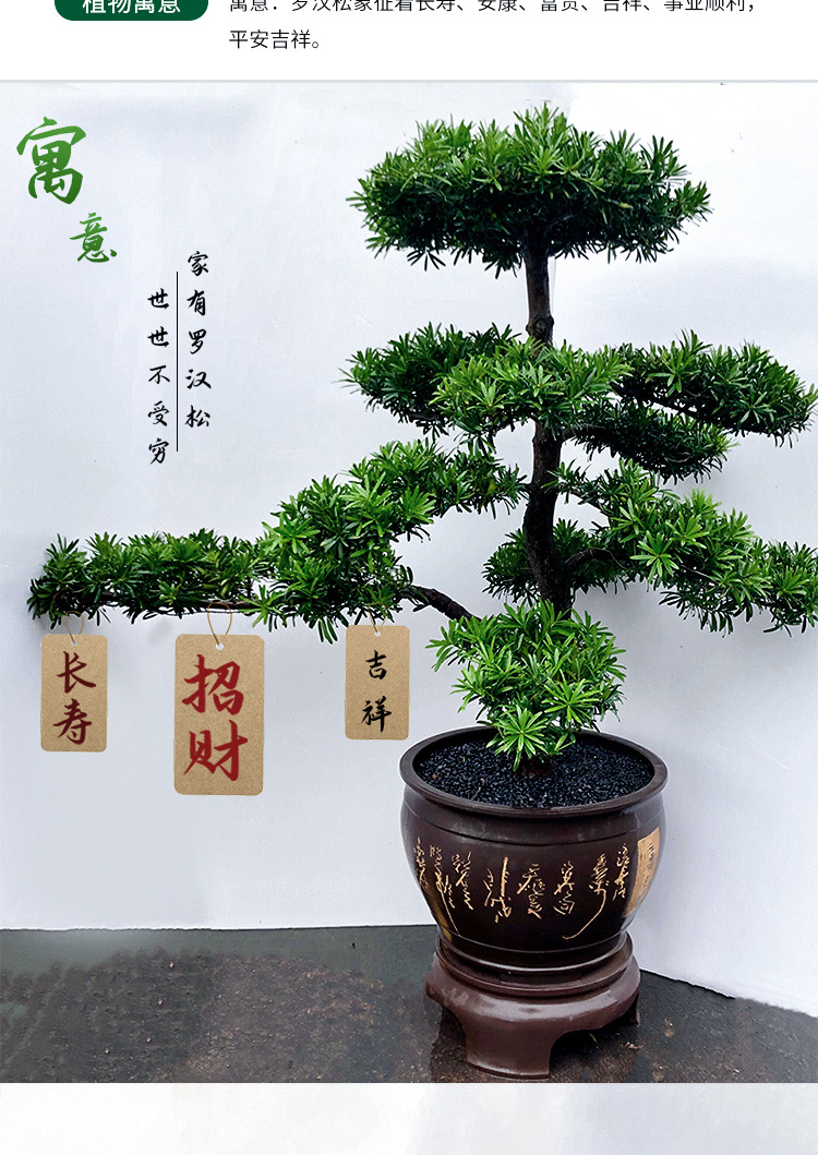 迎客松老桩真树客厅办公室内外庭院绿植盆栽净化空气 罗汉松盆景2