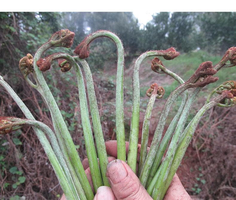 蕨菜乾山野菜乾蕨菜農家自制山蕨菜乾貨鮮嫩龍爪菜雲南特產蕨菜乾50g3