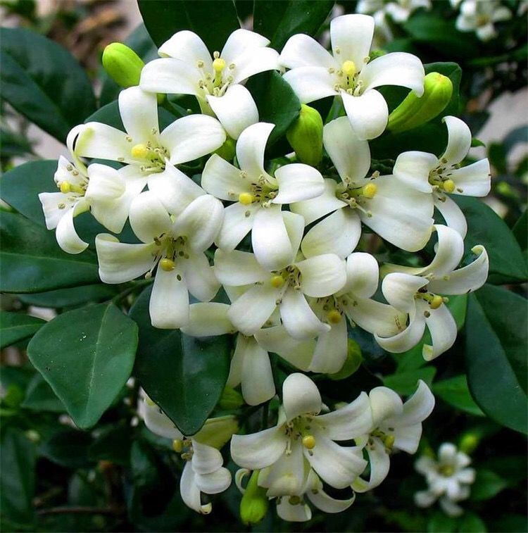 九里香盆栽芳香花卉七里香苗开花香气袭人物全年常绿文人盆景素材6070