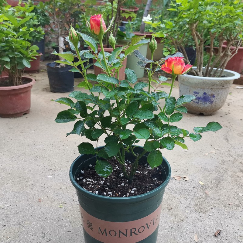 月季花苗盆栽果汁阳台黄红色火焰室内外种植开花不断耐寒植物果汁阳台