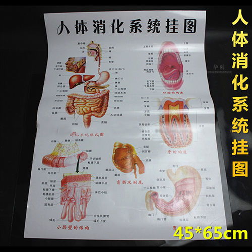 醫院掛圖診所人體消化掛圖解剖圖示意圖海報教學內科消化道 相紙 24寸