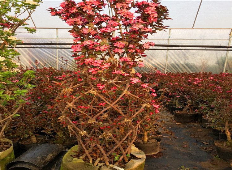 北美海棠树苗盆景贵人果北美海棠 红花白花盆景苗 海棠东红果矮桩盆景