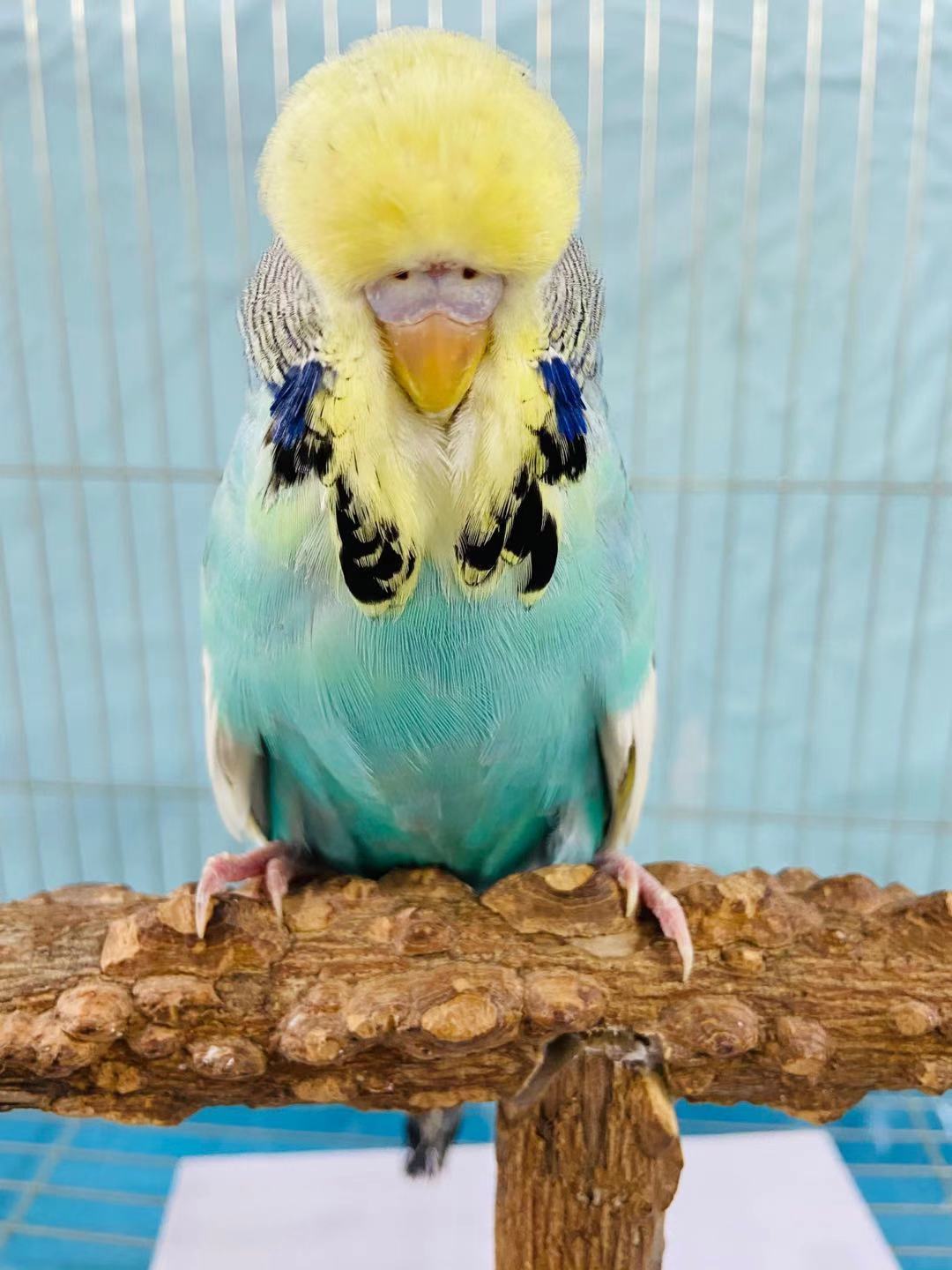 ajaj欧血大头蘑菇头虎皮宠物观赏活体网红鹦鹉手养可教说话雏鸟活鸟类