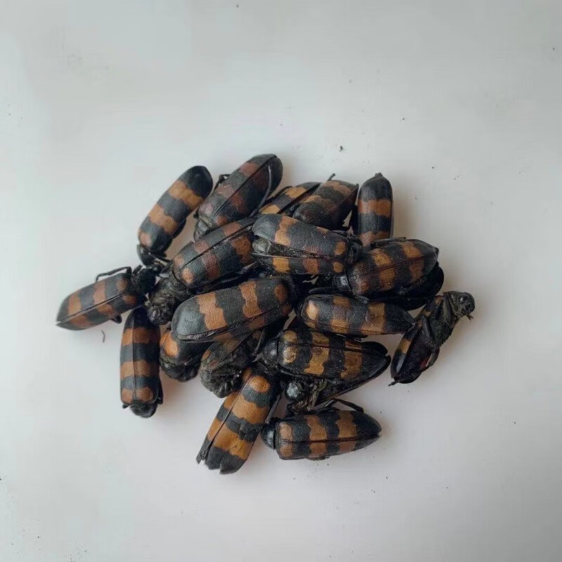 花初醒 云南中药材斑毛,蝥虫,斑毛,班虫精选大个10克中药材花初醒