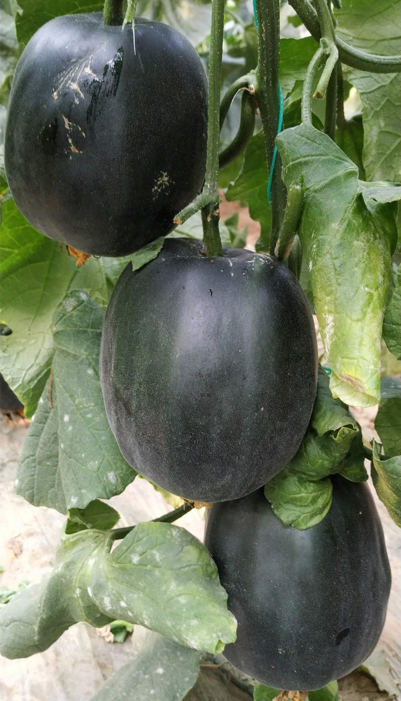 顺丰直达山东老面瓜黄皮面瓜黑皮面瓜香瓜老年人瓜果低糖瓜成熟采摘三