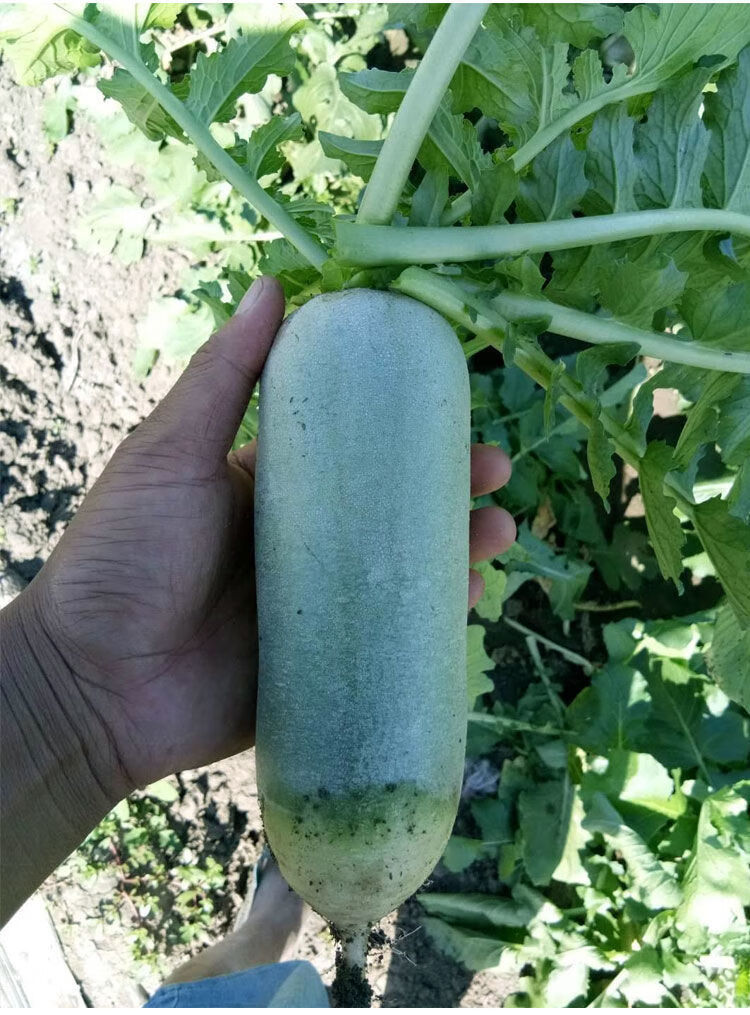 天津里外青萝卜种子农家菜园大棚春夏秋四季播种里外青水果萝卜天津里