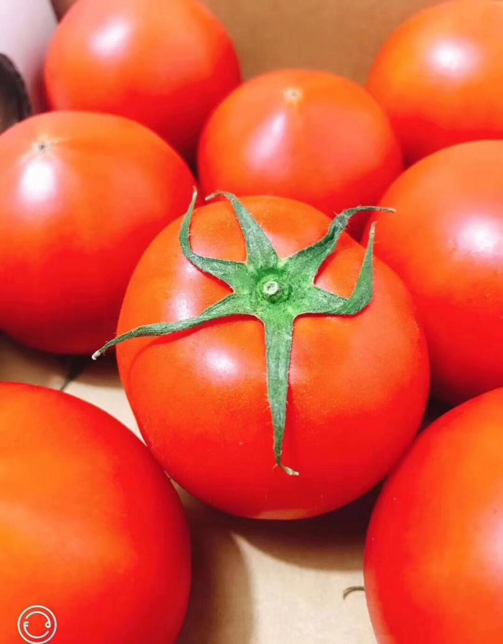 春光岛【日本引进品种精品】静冈高糖度西红柿礼盒装 网红高甜度番茄