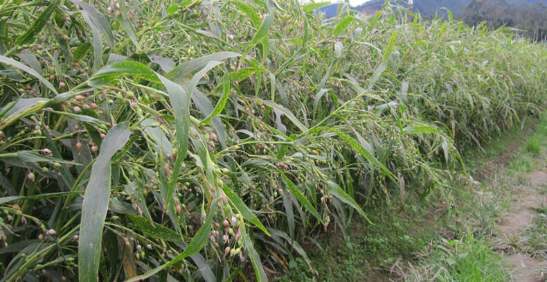 薏米薏仁米新货福建农家自产气小薏米1500【图片 价格 品牌 报价】