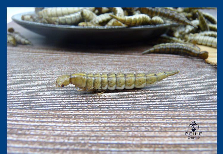 新鲜金边龙虱幼虫水蜈蚣鲜香味美食用昆虫油炸烧烤虫子500克【图片