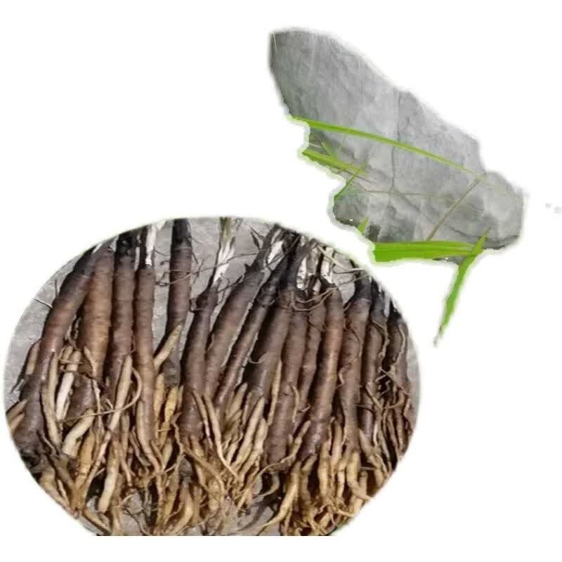 有仁堂野生仙茅新鲜独脚丝茅山棕地棕年棕番龙草现挖中药材可种植