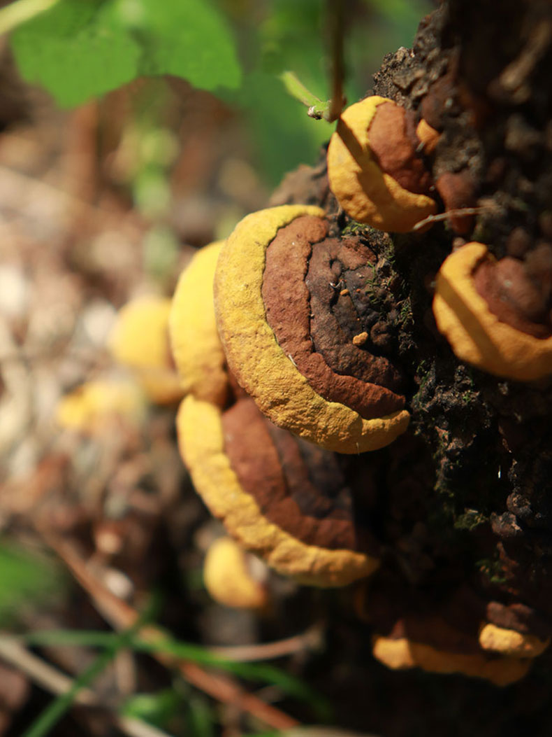 敬贤堂桑黄长白山桑黄灵芝金边桑黄灵芝桑黄50g