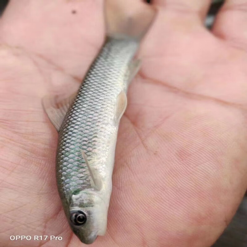 重庆渔场直发 华鲮鱼 青龙棒鱼苗 桂华鲮鱼 沉香鱼青衣鱼kww 青龙棒