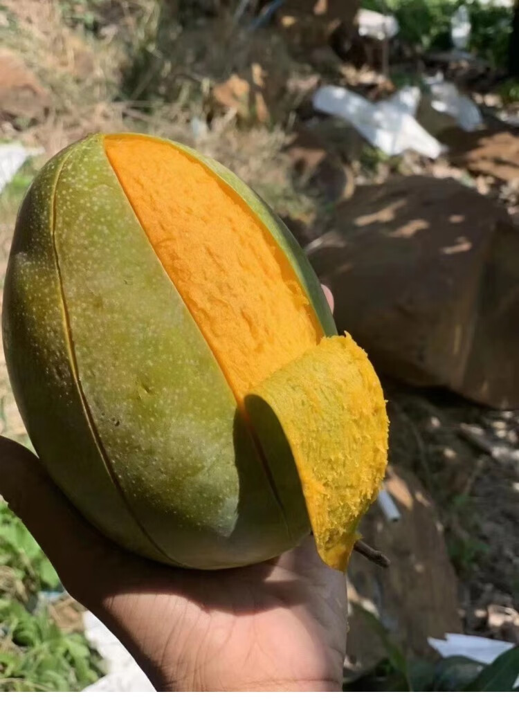 高山农家凯特大芒果 超甜特大四川攀枝花现摘新鲜当季青皮凯特芒 8.
