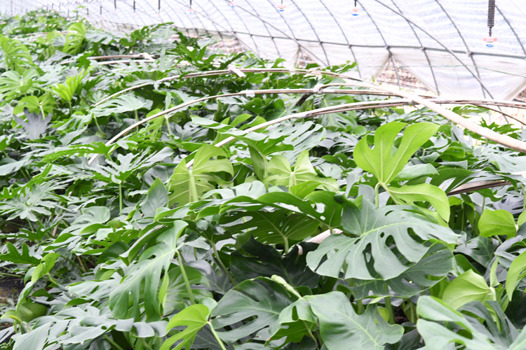 龟背竹/盆栽大小苗种子蓬莱蕉水培植物/客厅室内 老龟背1.