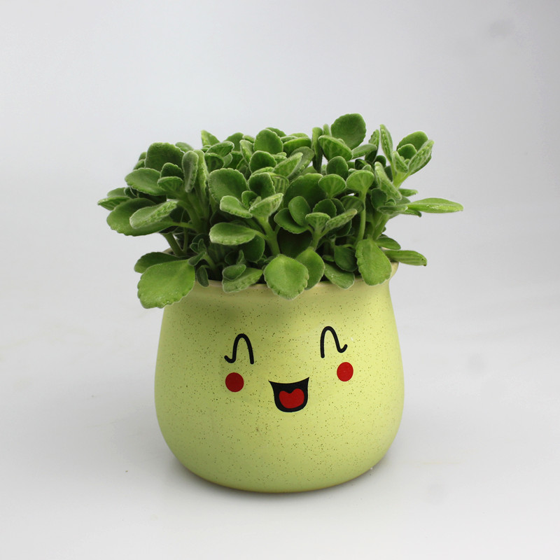 一抹香盆栽室内碰碰香多肉植物带盆d7紫色笑脸碰碰香含盆