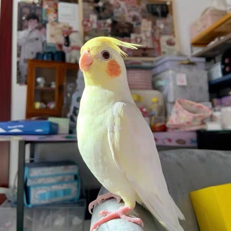 纯手养玄凤鹦鹉会说话唱歌宠物活体鸟玄风原始灰公母一对活鸟活物